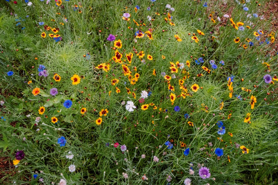 Wildflower Meadows: Creating a Natural Garden in Cornwall